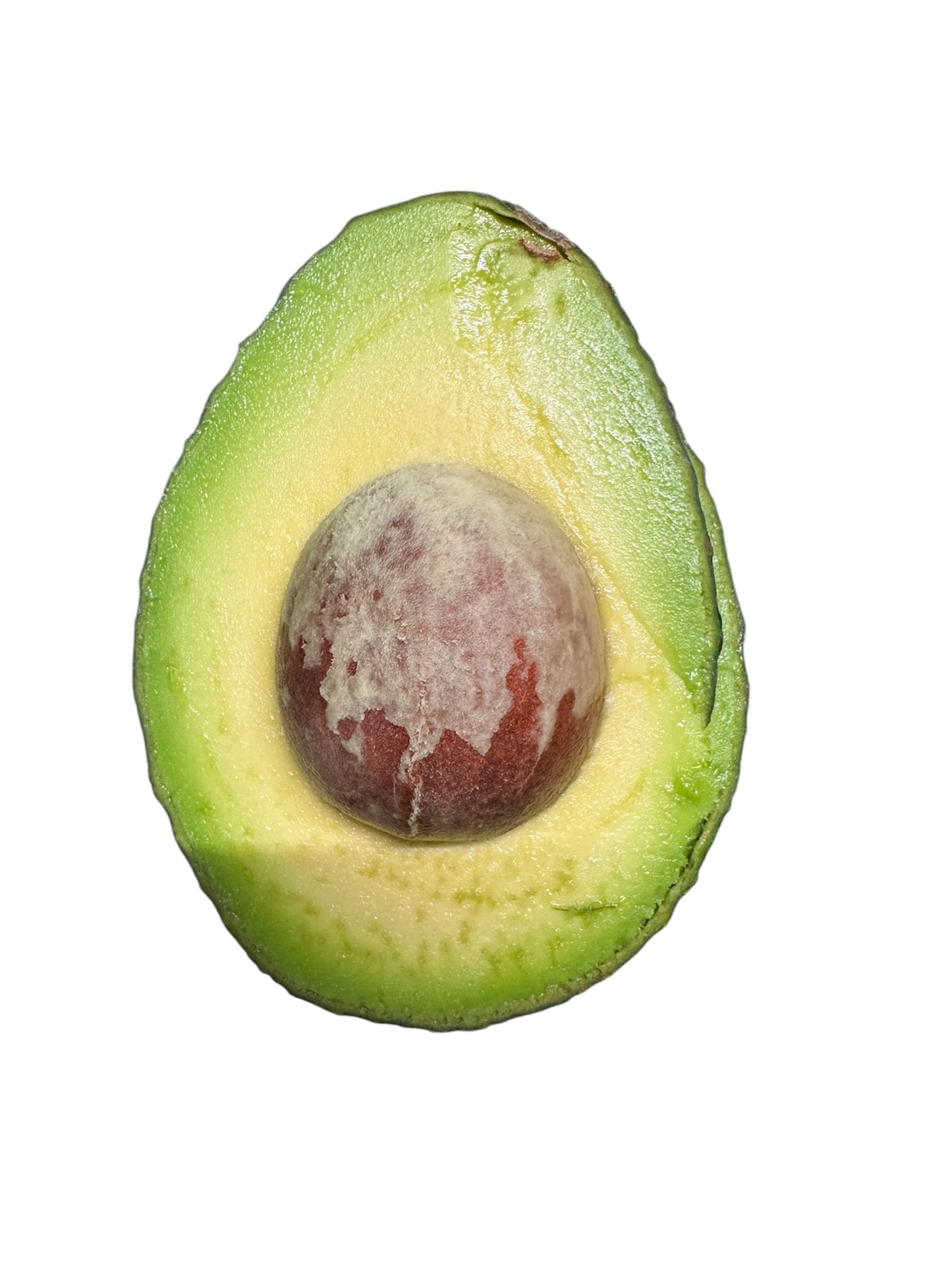 HASS AVOCADO TREE