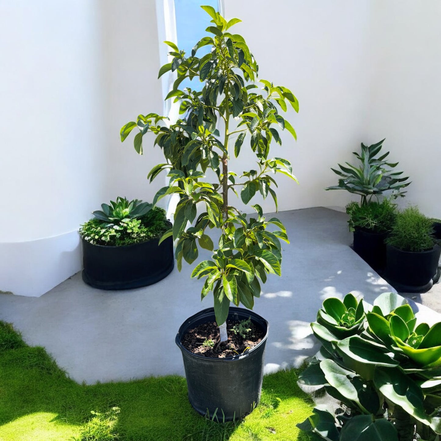 HASS AVOCADO TREE