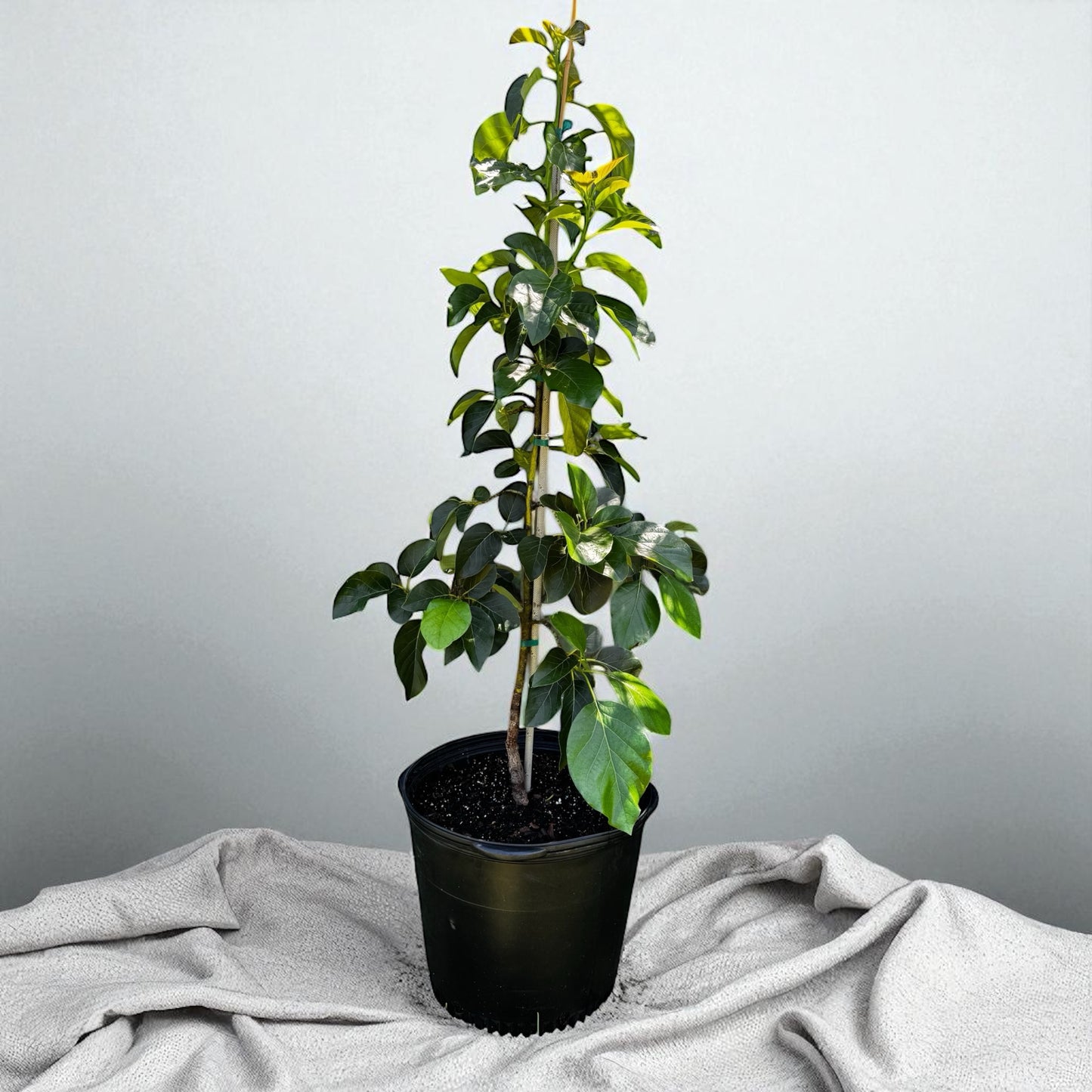 MARCUS PUMPKIN AVOCADO TREE