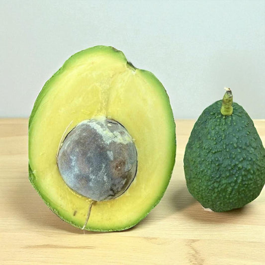 MARCUS PUMPKIN AVOCADO TREE