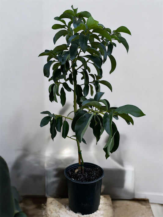 AVOCADO  LULA